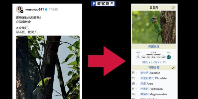 五色鳥變青鳥，原來吳思瑤不只是造謠專家，更是「動物學家」
 看個五色鳥也能哭，老天爺都感動了