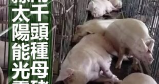 嘉義縣太陽能光電爆炸 電死2千頭種母豬、肉豬
  - 這次的小動物比較大又比較多。 - 整天說核電廠會爆炸(然而完全沒看過) 其他電廠倒是輪著在炸 - 太陽能無...