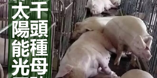 嘉義縣太陽能光電爆炸 電死2千頭種母豬、肉豬
  - 這次的小動物比較大又比較多。 - 整天說核電廠會爆炸(然而完全沒看過) 其他電廠倒是輪著在炸 - 太陽能無...