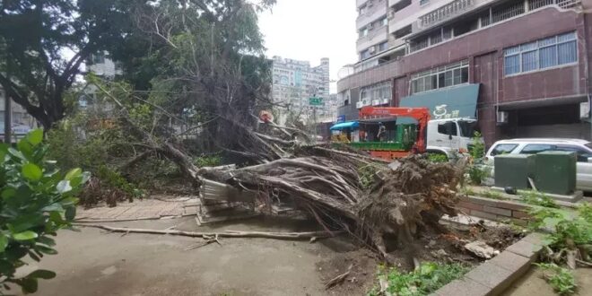 國民黨如此廢還能存在的理由就是國民黨執政不會發生這種九天清不掉一棵樹的事情，民進黨跟民眾黨連這麼簡單的市政都做不到。當國...