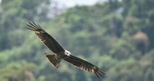 太陽光電越種越多，國家易危鳥類「黑鳶」的棲地就越來越少 - The News Lens 關鍵評論網