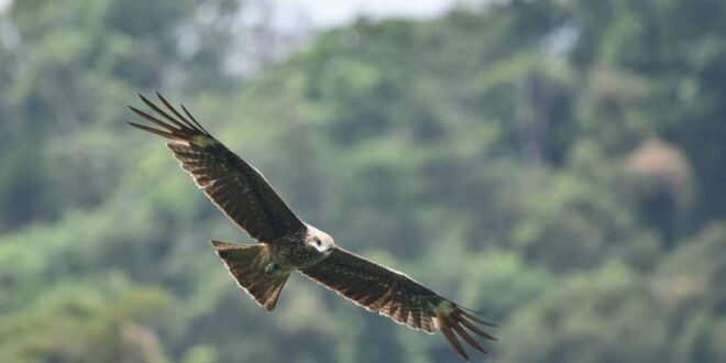 太陽光電越種越多，國家易危鳥類「黑鳶」的棲地就越來越少 - The News Lens 關鍵評論網