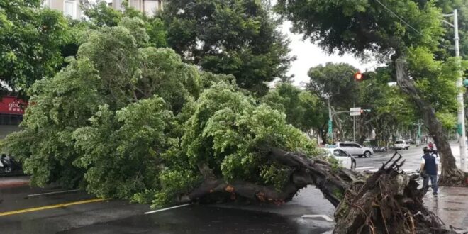 沒事不要出去亂跑啊各位，還好今天雙北禁外送，不然壓到哪隻倒楣熊貓就慘了
連根拔起 【北巿已倒22棵路樹…士林區大樹倒塌雙...