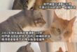 台獨金童不如貪污水扁