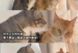 網友提供梗