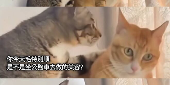 網友提供梗