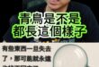呦呼咕金頭殼！最強的防禦就是「零領域」！【歷史哥快報｜李易修】