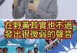 嘟嘟大收王！全面收買！唯我獨尊！【歷史哥快報｜趙少康、李易修】