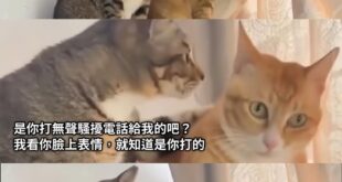啊？不用調通聯紀錄
光看表情就能斷定是誰打的騷擾電話？