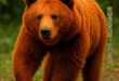 政客動物星球【中國紅熊】