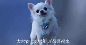 網問「恐嚇信」嫌犯找到沒？沈伯洋：再問一次就告人

#這我一定吉
#不要問會被吉