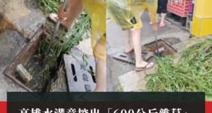 高雄國的朋友你們那邊水溝是當市民農園在使用，開放申請耕作的嗎？