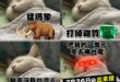 猛瑪象可以忍
 雜質說可以忍
 說制憲沒台灣人可以忍

但把我一萬元拿去補一天到晚停電的台電？

 7月26日，一張不…