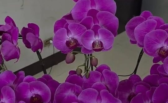 頭七回來高雄看阿公感謝大家的致意【歷史哥日誌｜李易修】