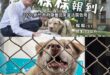 人家真新鎮的小智放生比雕後，後來還有接回比雕

新竹市的小智呢？