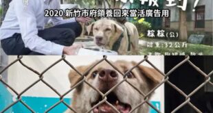 人家真新鎮的小智放生比雕後，後來還有接回比雕

新竹市的小智呢？