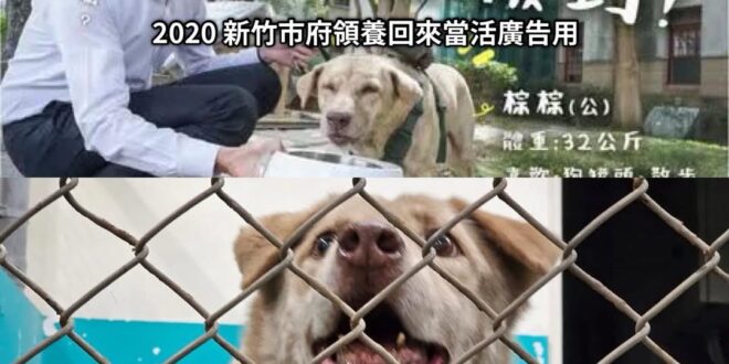 人家真新鎮的小智放生比雕後，後來還有接回比雕

新竹市的小智呢？