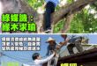 昔日韓市長是真的整個爬上去看樹洞沒補
當場戳破公務員的謊言
被綠媒譏諷無效防治、無視維安

反觀賴神爬兩階梯送水底下一堆…