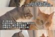 先在這裡科普一下國中地球科學講過的東西

地殼厚度因地區而異，大陸地殼平均約35公里厚，而海洋地殼平均約7公里厚。 地殼…