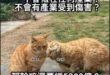 友軍傷害