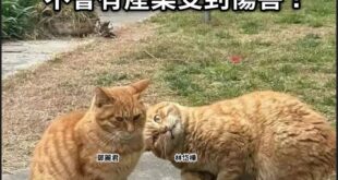 友軍傷害