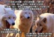 感謝你在我上班前帶給我的歡樂