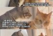 連日期都搞不清楚 悲傷五階段還沒走出來？