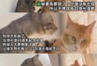感情說穿了 一人掙脫的 一人去撿
歷史認同也一樣