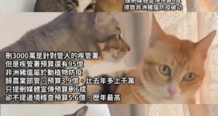 竹篙鬥菜刀