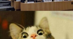 我知道一定會有側翼青鳥過來罵我說我是騎魚銅鹿人

隨便你們罵吧。

反正沒有哪一個你們看不爽的人不是騎魚銅鹿人