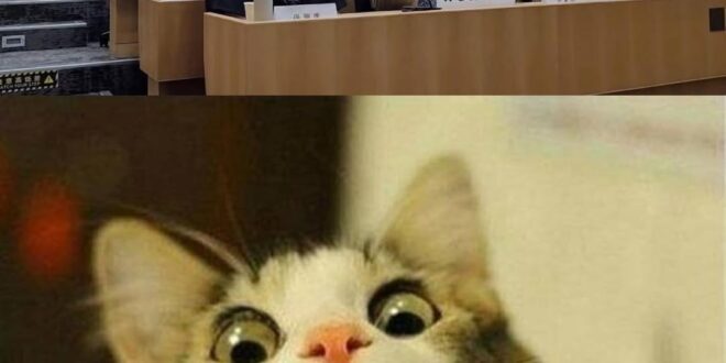 我知道一定會有側翼青鳥過來罵我說我是騎魚銅鹿人

隨便你們罵吧。

反正沒有哪一個你們看不爽的人不是騎魚銅鹿人