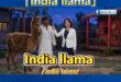印度勞母教英文「India Llama」