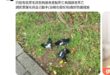 台北的動物生態已經next level了，昨天說老鷹吃老鼠會鼠，到今天已經連巴掌大的鳥都可以捕食中毒的老鼠導致鼠掉，改天...
