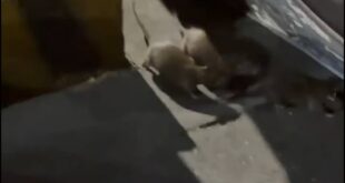 感動！驚見高雄民主老鼠牽手護台灣！

為了台灣的民主，高雄晚間出現一群老鼠，他們不懼中共的打壓，心連心、手牽手一起在街上...
