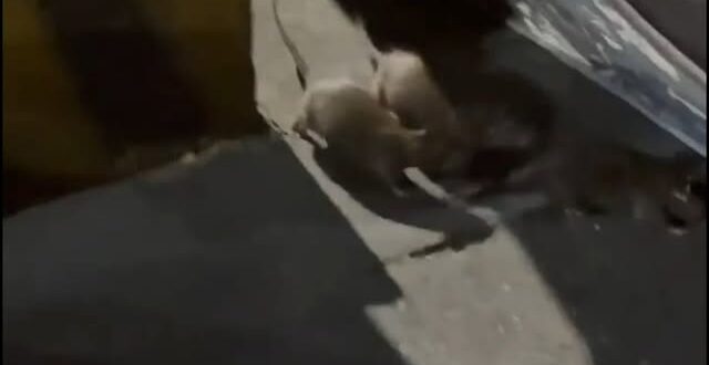 感動！驚見高雄民主老鼠牽手護台灣！

為了台灣的民主，高雄晚間出現一群老鼠，他們不懼中共的打壓，心連心、手牽手一起在街上…
