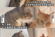 看來選情傷很重啊？