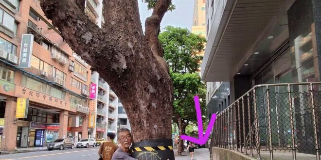 1.這麼大的樹，他的樹穴就這樣一小塊你覺得合理嗎？颱風來不會倒？
2.如果你要擴大樹穴，旁邊人行道還要走嗎？
3.承上，...