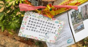 專家：本樹感染褐根病需要砍掉並消毒土壤
市政府：（貼告示並附上病灶照片）
廠商：依照時程施工
被砍的樹：....

青鳥...