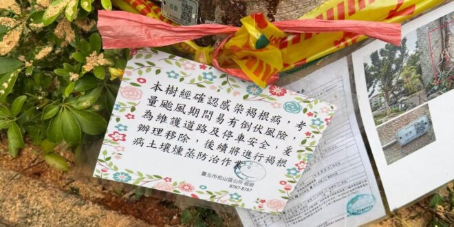 專家：本樹感染褐根病需要砍掉並消毒土壤
市政府：（貼告示並附上病灶照片）
廠商：依照時程施工
被砍的樹：….

青鳥…