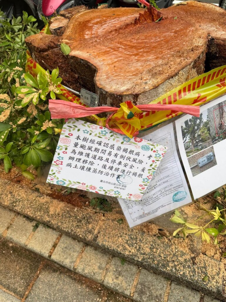 專家：本樹感染褐根病需要砍掉並消毒土壤
市政府：（貼告示並附上病灶照片）
廠商：依照時程施工
被砍的樹：....

青鳥...