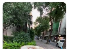 我就在等這種傻子出來當範例，大家自己看一下藍線的部分，很顯然這顆樹的位置是在兩條路交叉口的 #轉角處，依照中央法規「不得...