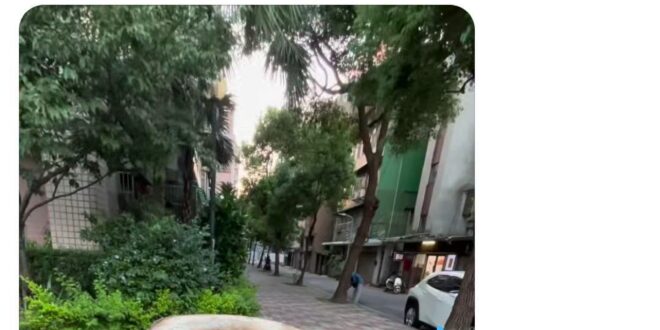我就在等這種傻子出來當範例，大家自己看一下藍線的部分，很顯然這顆樹的位置是在兩條路交叉口的 #轉角處，依照中央法規「不得...
