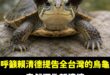 無限期支持賴清德提告全台灣的烏龜，我覺得他們舉手投足之間都刻意深偽模仿賴清德

你說不像？

不行啊，我覺得很像就是像啊...