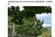 看到這篇我真的哭出來，陽明山整座山一萬多公頃的樹，剪了一棵，共軍就要來了
嚇死寶寶了
怎麼那麼壞
