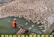 高雄市楠梓區後勁溪自昨日起出現大量魚群暴斃，發白腐敗的魚屍隨水流漂入右昌大排，濃烈惡臭引發居民抱怨：「臭得受不了！」

...