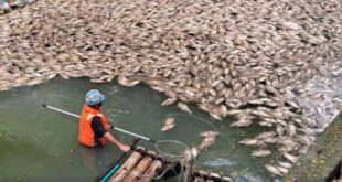高雄市楠梓區後勁溪自昨日起出現大量魚群暴斃，發白腐敗的魚屍隨水流漂入右昌大排，濃烈惡臭引發居民抱怨：「臭得受不了！」

...