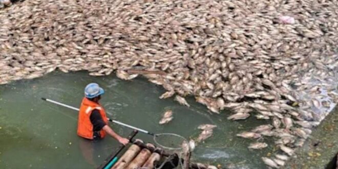 高雄市楠梓區後勁溪自昨日起出現大量魚群暴斃，發白腐敗的魚屍隨水流漂入右昌大排，濃烈惡臭引發居民抱怨：「臭得受不了！」

…