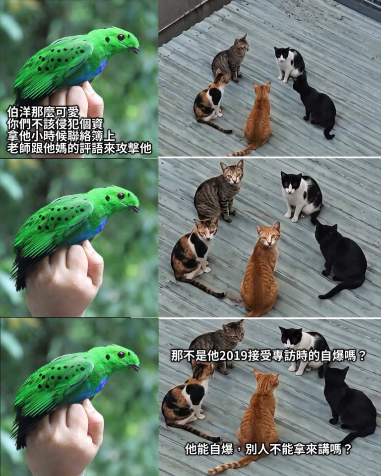 右邊五貓會是我看到影片的截圖去改的

左邊是婆羅州特有綠闊嘴鳥的一種
