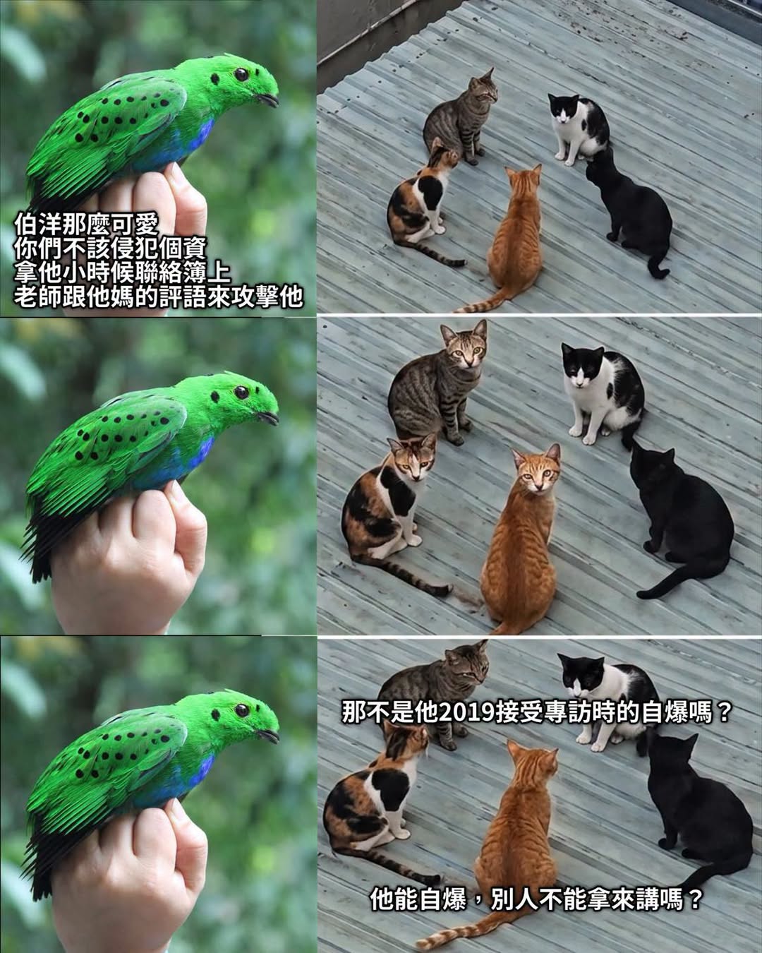 右邊五貓會是我看到影片的截圖去改的

左邊是婆羅州特有綠闊嘴鳥的一種